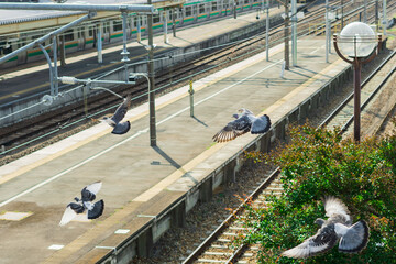 朝のホームに鳩が飛び立つ