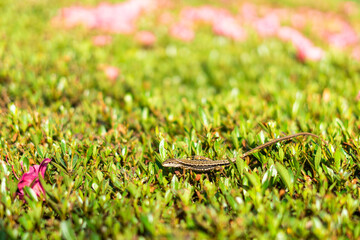 ニホンカナヘビとサツキ