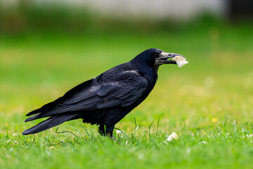 A Rook bird is a large gregarious black-feathered bird, distinguished from similar species by the whitish featherless area on the face.