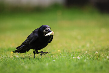 A Rook bird is a large gregarious black-feathered bird, distinguished from similar species by the whitish featherless area on the face.