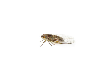close up of brown cicada insect isolated on white background. Cicada insect on a white background