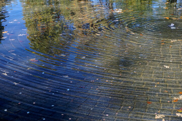 The Bronx, New York: Autumn leaves floating in a stone fountain; water ripples forming a circular...