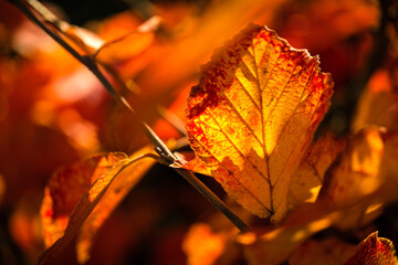 Herbstlaub