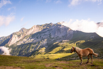 Cheval en libert&eacute; dans la vall&eacute;e d'Ossau, Pyr&eacute;n&eacute;es