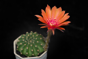 Cactus with flowers called 