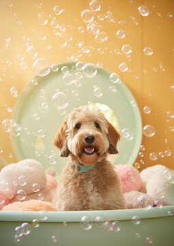 Cute Golden Doodle dog in a small bathtub with soap foam and bubbles, cute pastel colors.