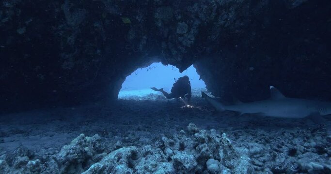 Scuba diver meets white tip shark in tunnel.