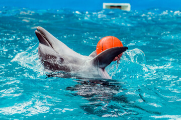 Beautiful dolphin in the pool holds a ball with its fins