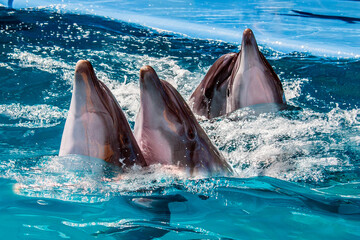 Beautiful dolphins in the pool swim one after another