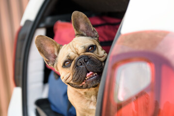 French Bulldog sitting in the car. Traveling or trip with a pet