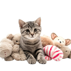 Obraz premium A cat in the middle of plushies