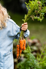 A child holds a Bunch of carrots vegetables in his hands. Dirty Handing Picking Carrots. Picked...