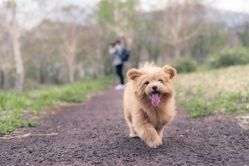 森で走り回る犬