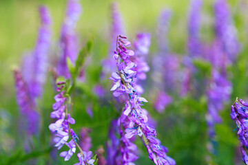 Mouse pea Vicia cracca. Valuable honey plant, fodder and medicinal plant. Species of the genus Peas of the legume family.