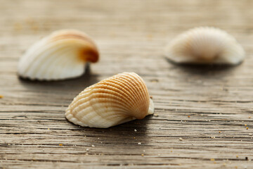 Obraz na płótnie Canvas Seashells on wooden surface