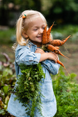 A child holds a Bunch of carrots vegetables in his hands. Dirty Handing Picking Carrots. Picked...