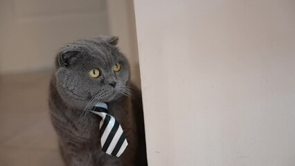 Cat in a tie funny