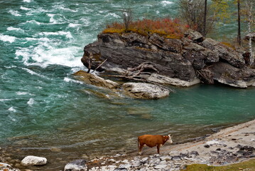 Russia. The South of Western Siberia, the Altai Mountains. A small herd of cows is resting...