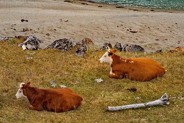Russia. The South of Western Siberia, the Altai Mountains. A small herd of cows is resting...