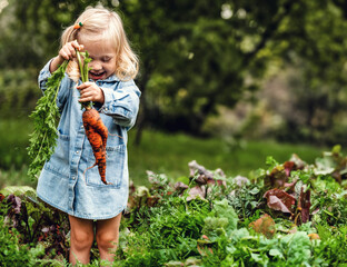 Adorable toddler smiling blonde girl in blue outfit picking carrots. Dirty Handing Picking Carrots....