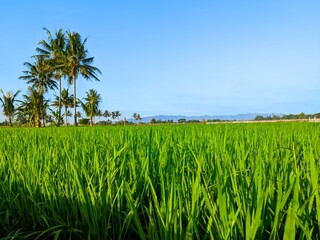 Rice fields with riverside irigated