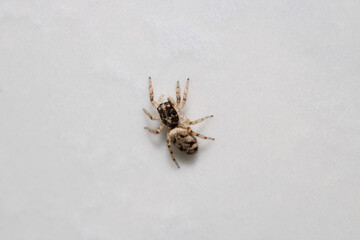 little jumping spider macro photo