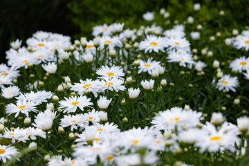 field of daisies