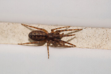 natural parasteatoda tepidariorum spider macro