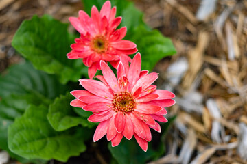 pink dahlia flower