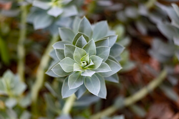 Top down view of geometric pattern flower