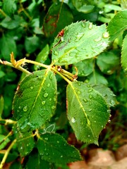 leaf with dew