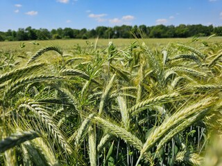 green wheat field