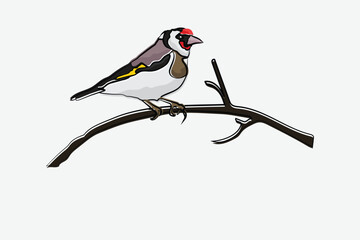 Illustration bird on the branch vector