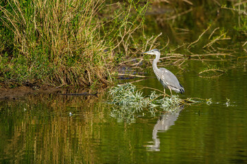 A Gray Heron in the wetlands	