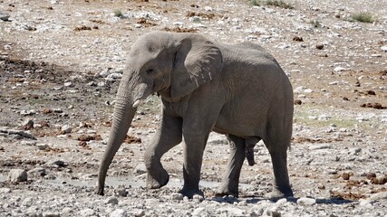 Elefanten an einem Wasserloch in Namibia