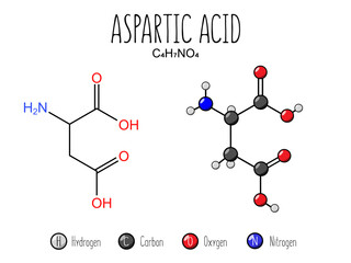 Aspartic acid amino acid representation. Skeletal formula and 2d structure illustration, isolated on white background. Vector editable