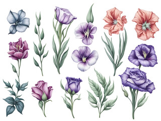 Fototapeta na wymiar set of watercolor lisianthus flower on transparent background,generative ai