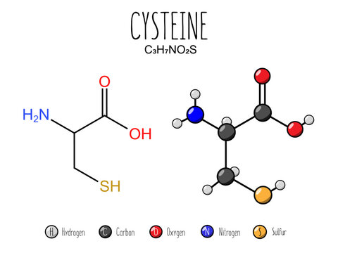 Cysteine amino acid representation. Skeletal formula and 2d structure illustration, isolated on white background. Vector editable