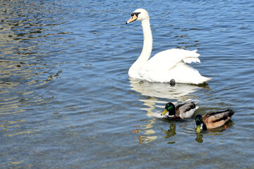 Mute Swan with Mallard captures in Lake city of York district Scotland