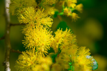 A Beautiful hairy Albizia Flower in a spring season