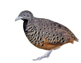 beautiful brown bird with white and black spots isolated on white background, female barred button quail