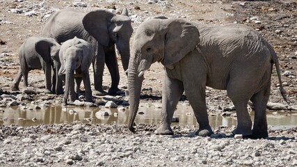 Elefanten an einem Wasserloch in Namibia