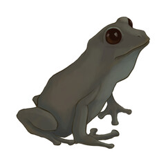 Illustration of frog
