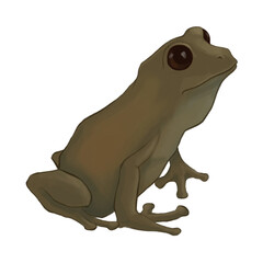 Illustration of frog