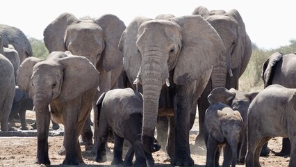 Elefanten an einem Wasserloch in Namibia