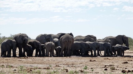 Elefanten an einem Wasserloch in Namibia