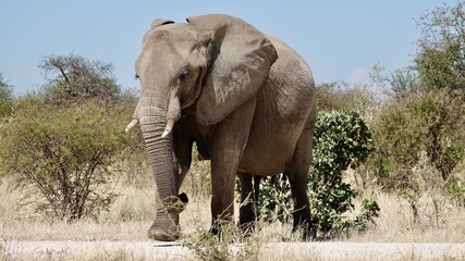 Fototapeta na wymiar Elefanten an einem Wasserloch in Namibia