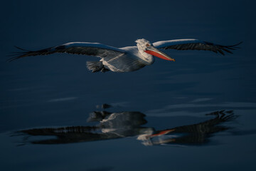 Dalmatian pelican glides across lake casting reflection