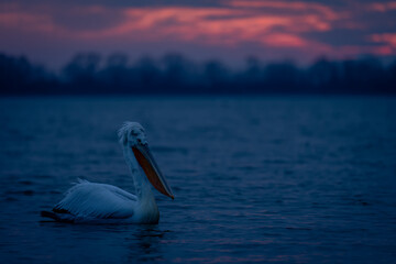 Dalmatian pelican floating in profile at dawn