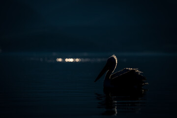 Dalmatian pelican floating backlit on calm lake